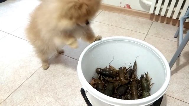 ТОП 5 лучшие видео.  Милый пес Микки.