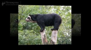 Знакомьтесь: Очковый медведь. Очень познавательное видео