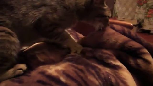 Кошка и плед смотреть онлайн