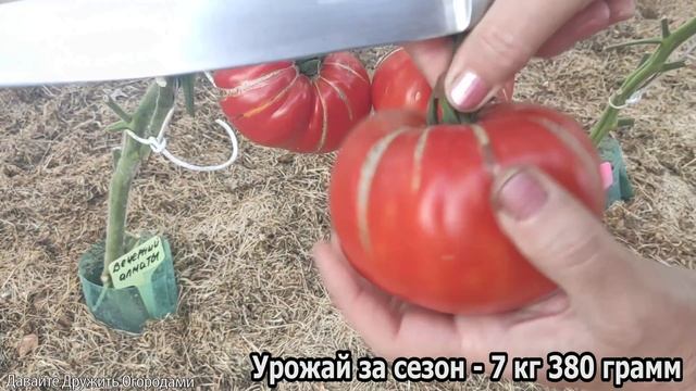 Помидор Вечерний Алматы. Отличный сорт томата ! #помидоры #томаты #сорт #вечерний алматы смотреть онлайн