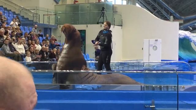 Приморский океанариум. Выступление морских котиков смотреть онлайн