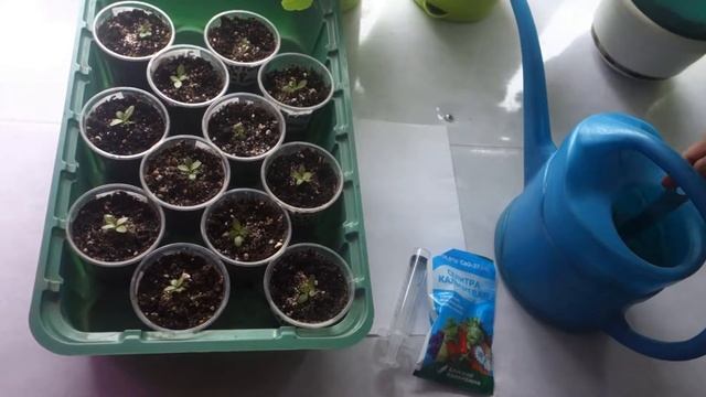 Подкормка рассады эустомы раствором кальциевой селитры для наращивания корневой системы