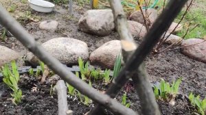 Подкормка метельчатой гортензии? весной.Не успокоюсь с формированием куста гортензии.