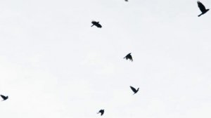 Пётр Ильич Чайковский - Симфония №6 (Финал)