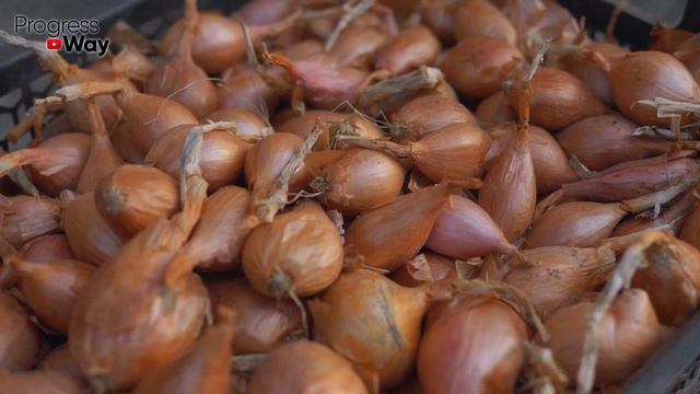 Тот Самый Деревенский Способ Посадки Озимого Лука В Октябре! Как И Зачем Сажать Озимый Лук? смотреть онлайн