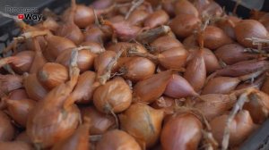 Тот Самый Деревенский Способ Посадки Озимого Лука В Октябре! Как И Зачем Сажать Озимый Лук?