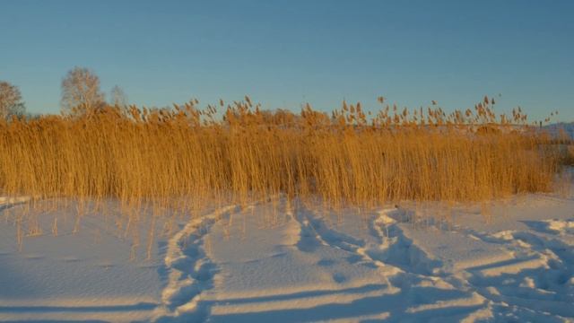 Blackmagic Pocket Cinema Camera 4К Prores 422 смотреть онлайн