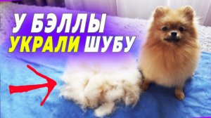 Щенкам шпица 46 дней. Бэллу не узнать. Линька шпица после родов. Уход за шпицем. Корм для щенков