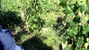 @Японский виноград (саженцы) из Китая, обман полный