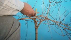 Прививаем гранат,растущий в ведре