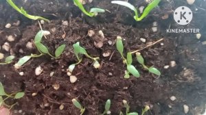 Дихондра из семян, всходы и сново приятный бонус?