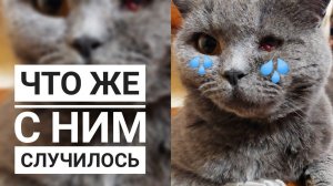 3 МЕСЯЦА КАК ПРИЮТИЛИ БРИТАНЦА, ЕГО БОЛЬШЕ НЕТ У НАС! ЧТО ПРОИЗОШЛО?