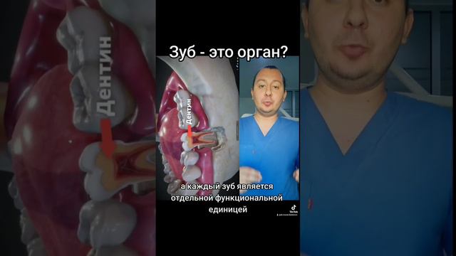 Зуб - это орган? #стоматолог #стоматология #зубы #зуб #дантист #зубнойврач #эмаль #баку #азербайджа