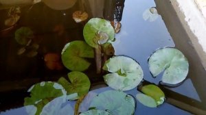 Кувшинки живут и дышат...вы видели дыхание кувшинок? показываю)))