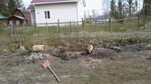 Как посадить саженцы в глину. Начало сада.