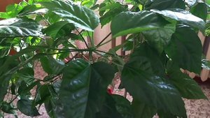 Китайская роза. Размножение семенами.