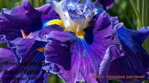 Ирис японский Фростед Интриг (iris) ? Фростед Интриг обзор: как сажать, саженцы ириса Фростед Интри