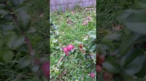 Японская айва валяет дурака ?