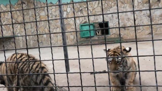 Тигряткам "конфетки", а один жадина на говядину))) Tigers were given "sweets", one greedy for beef) смотреть онлайн