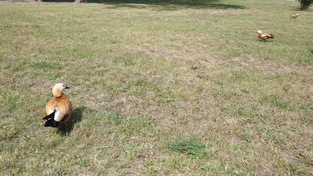 Много уток у Останкинского пруда смотреть онлайн