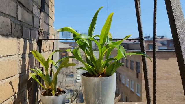 ОРХИДЕЯ БРАССИЯ/ОРХИДЕЯ-ПАУК/КАМБРИЯ! ПЫШНОЕ ЦВЕТЕНИЕ НА ТРИ ЦВЕТОНОСА! УСЛОВИЯ И УХОД ЗА КАМБРИЕЙ! смотреть онлайн