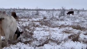 Выгода открытого содержания! Ферма золотой бычок !