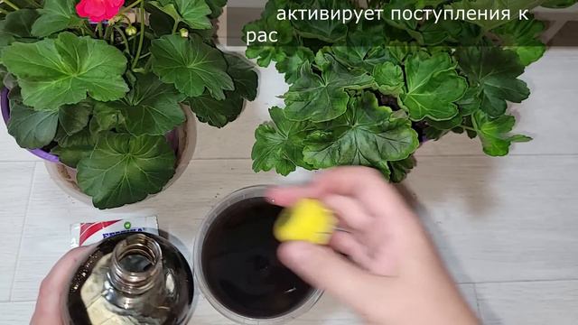 ВНЕСИ под любой цветок и даже самый хилый куст оживет, позеленеет и зацветет смотреть онлайн