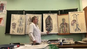 Венозная система