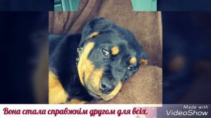 Ротвейлер сила и мощь.