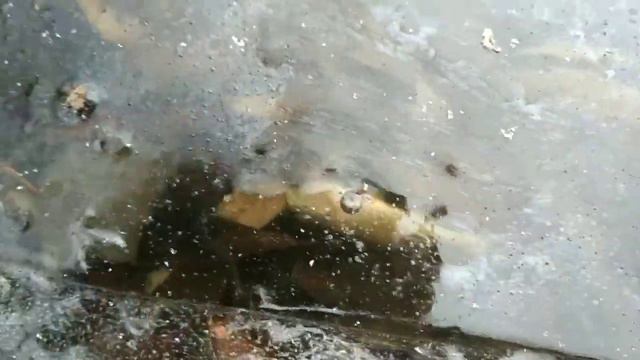 Зимний замор рыбы на Озере. смотреть онлайн