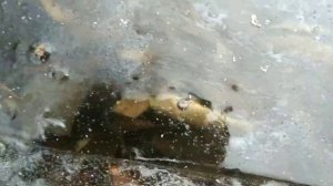 Зимний замор рыбы на Озере.