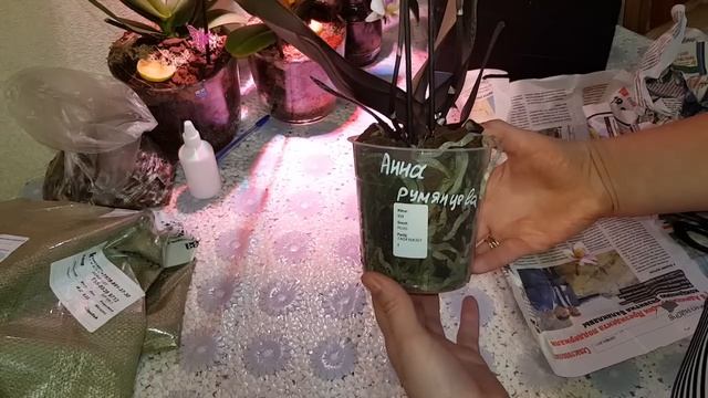 Орхидея Филадельфия. Посылка из группы NightFALL Orchids. Крым смотреть онлайн