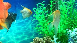 СКАЛЯРИЯ ЗОЛОТАЯ (Pterophyllum scalare var Gold). Обзор. Особенности содержания. - Golden scalar