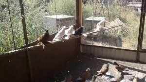 Голуби Уральска Казахстан