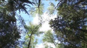 Лесное хозяйство