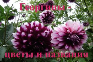 Георгины - цветы и названия