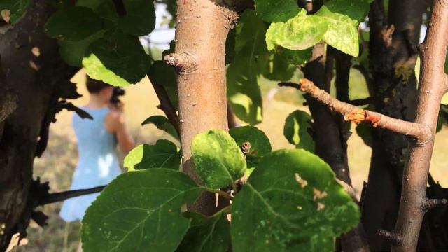 Процесс фотосессии в поле с деревьями смотреть онлайн