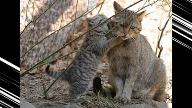 Самые редкие  породы  кошек.Топ5 Самых редких/ исчезающих Пород Кошек в Мире