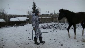 Дрессировка жеребенка ( лошади ).  Впервые работаем за вкусняшки.
