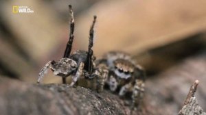 Удивительные Пауки (Павлиний паук)