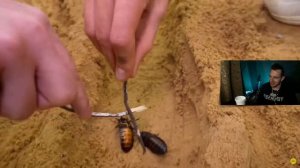 Реакция на Влад А4 Кто Последний Покинет ПУСТЫНЮ Челлендж !