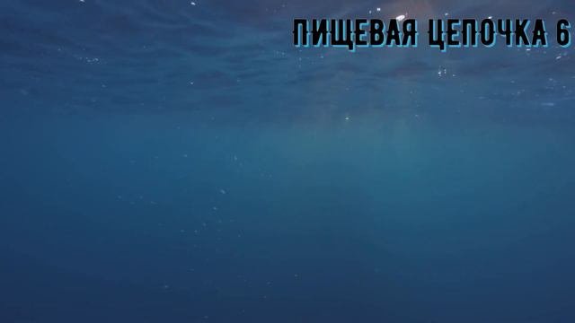 Пищевая цепочка 6