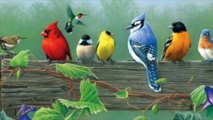 Анималотерапия.  Рыбы и птицы ? ?