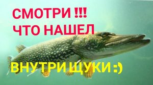 ЧТО НАШЕЛ ВНУТРИ БОЛЬШОЙ ЩУКИ!! ПРИЯТНЫЙ БОНУС:)