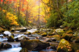 Соловей поет у лесного ручья, расслабляющие звуки природы ✦ звуки леса ✦ relaxing