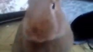 Кролик разговаривает. Горловое пение.