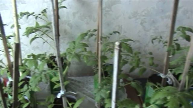 Когда сеять перец и помидор - советы опытного садовода смотреть онлайн