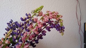 цветы люпины