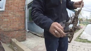 Саженцы из питомника Сады Крыма