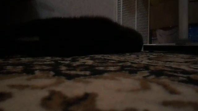 самый умный кот "Леопольд" страшный сон смотреть онлайн